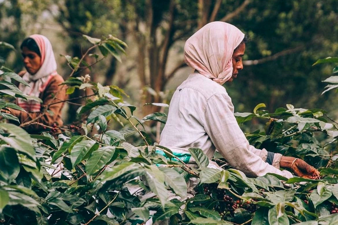 Two women picking coffee beans in a coffee plantation.